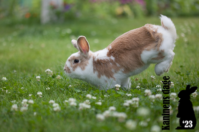 Kaninens dage - vi støtter op om alle kaniner